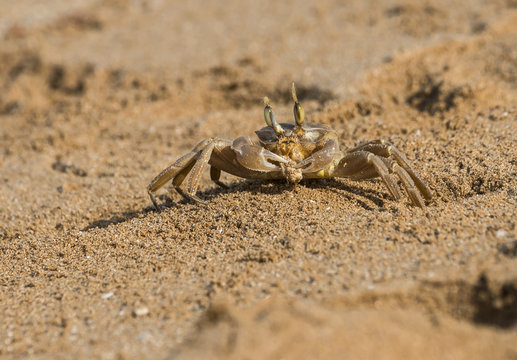 Mediterranean shore crab