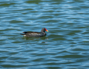 Moorhen Swimming
