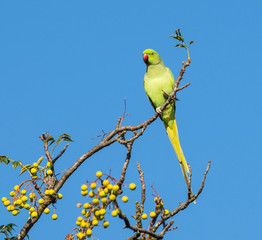 Beautiful Rose-ringed Parakeet on Blue Sky