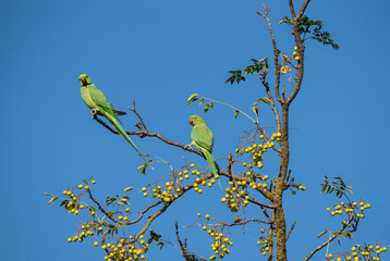 Beautiful Rose-ringed Parakeet on Blue Sky