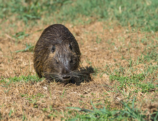Coypu 