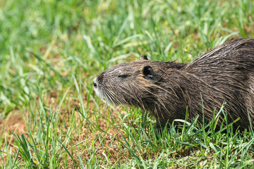 Coypu 