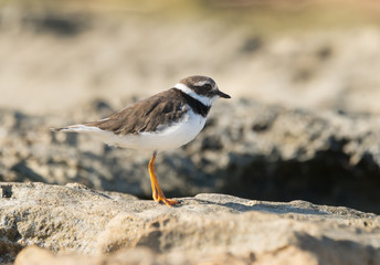 Common Ringed Plover 