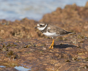 Common Ringed Plover 