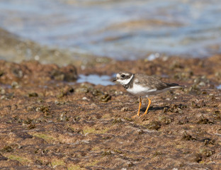 Common Ringed Plover 