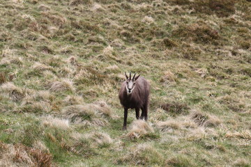 Chamois Vosges