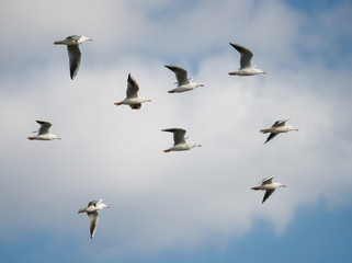 Flock of Slender-billed Gulls in Flight