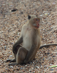 monkey sitting on the beach