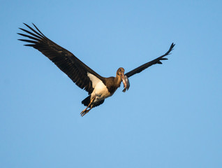 Black Stork in Flight with Fish on Blue Sky