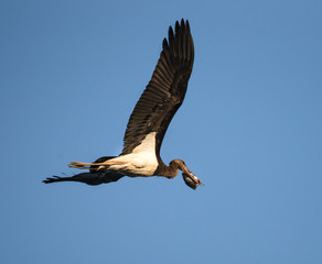 Black Stork in Flight with Fish on Blue Sky