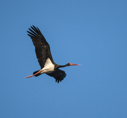 Black Stork in Flight on Blue Sky