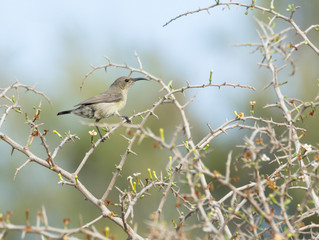 Female Sunbird 