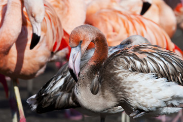 Juvenile flamingo