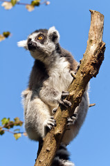 Ring-tailed lemur
