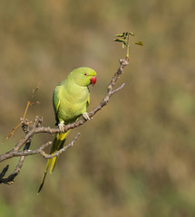 Beautiful Rose-ringed Parakeet