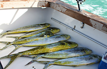 Catch of fresh dolphinfish in ocean