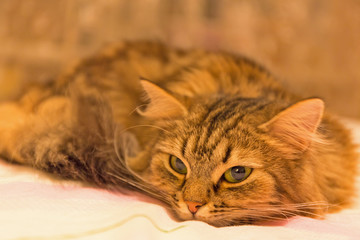 portrait striped cat