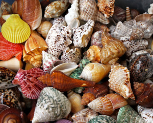 Sea shells