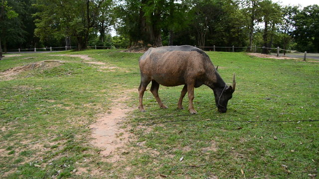 Ox Eats Grass outside of Temple Walls  - Angkor Wat Temple Complex, Cambodia