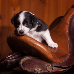 Beautiful month-old puppy rested his head on the old skin saddle