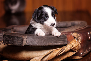 Small puppy put the foot on the collar for horses and thought
