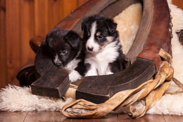 Two beautiful month old puppy sitting on sheepskin inside the