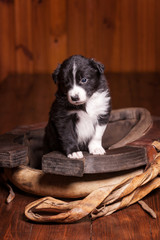 Young border collie puppy became front paws on the old clamp