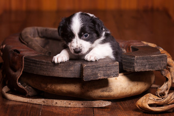 Month-old puppy Border Collie put his front paws on the collar