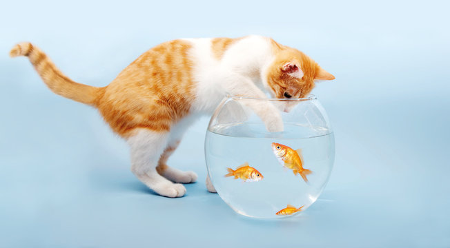 Katze fischt in Goldfischglas