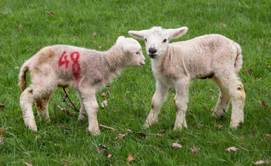 Obraz na płótnie Canvas Spring Lambs