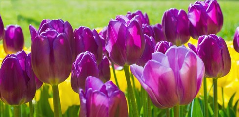 Beautiful purple and yellow tulip flowers closeup