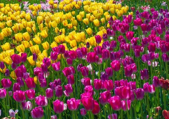 Beautiful purple and yellow tulip flowers closeup