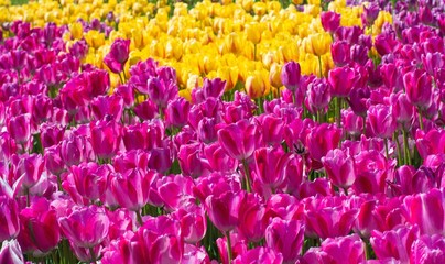 Beautiful pink and yellow tulip flowers closeup