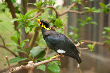 Common hill myna bird