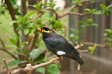 Common hill myna bird
