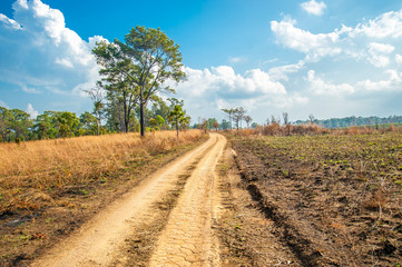 Road of Savannah Field