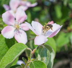 Honey bee on the apple tree flowers blossom closeup