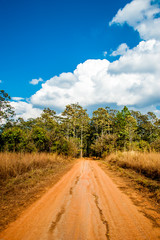 Road of Savannah Field