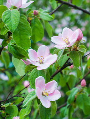 Beautiful apple tree flower closeup