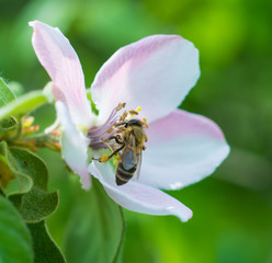 Honey bee on the apple tree flowers blossom closeup