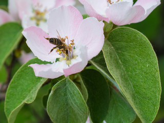 Honey bee on the apple tree flowers blossom closeup