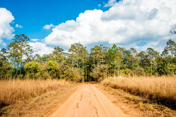 Fototapeta premium Road of Savannah Field