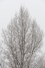 Fototapeta na wymiar Triangle shaped detailed winter tree covered with snow and ice o