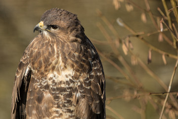 Common Buzzard