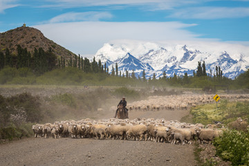 Transhumance de mouton en Patagonie - obrazy, fototapety, plakaty