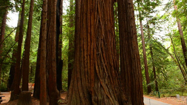 Pan of Giant Sequoias Redwood Trees in California