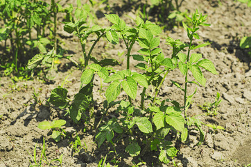 Potato field