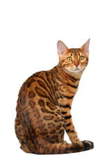 bengal cat sitting back and turned on white