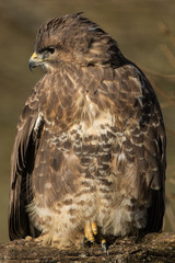 Common Buzzard