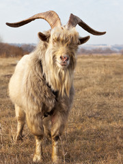 Old unkempt goat with big horns.